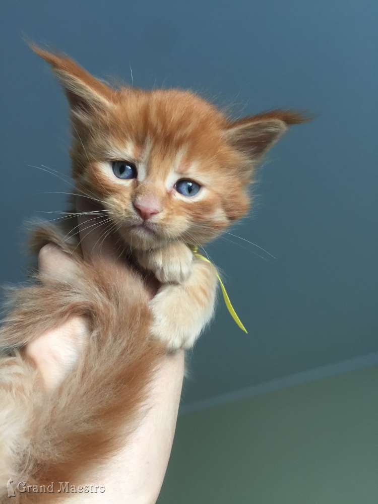 Флоренс, 1 мес.