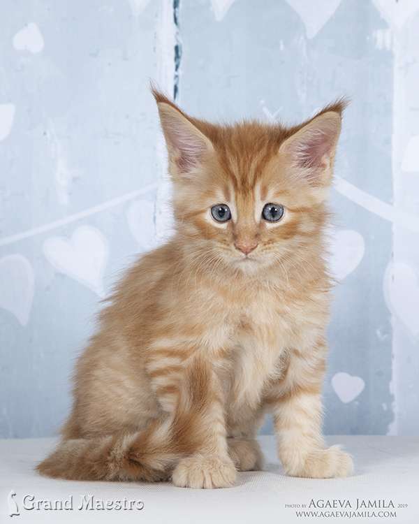 Феликс, 1.5 мес.