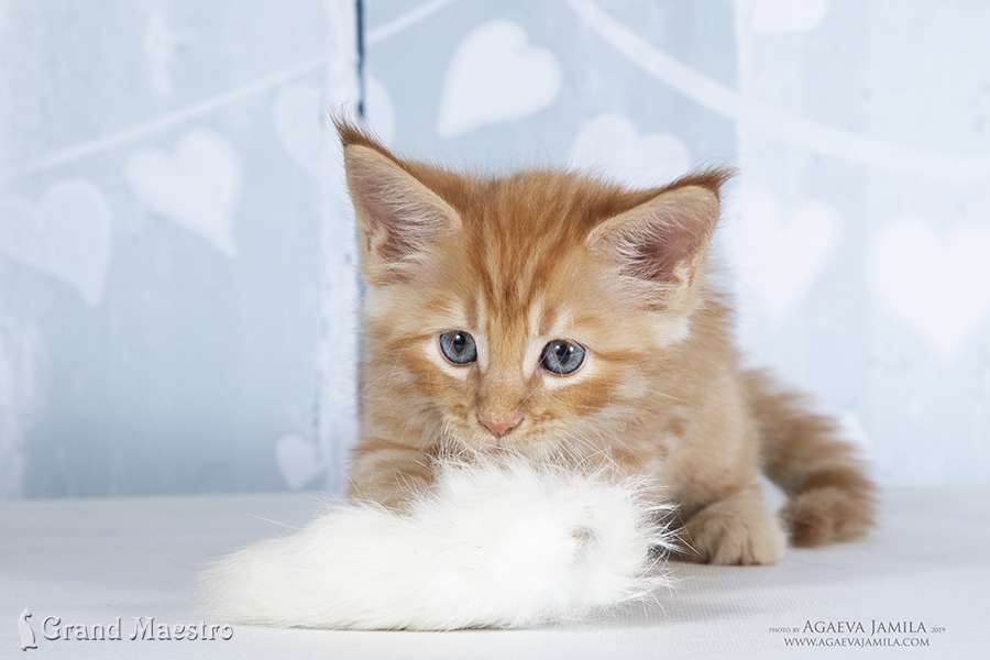 Феликс, 1.5 мес.