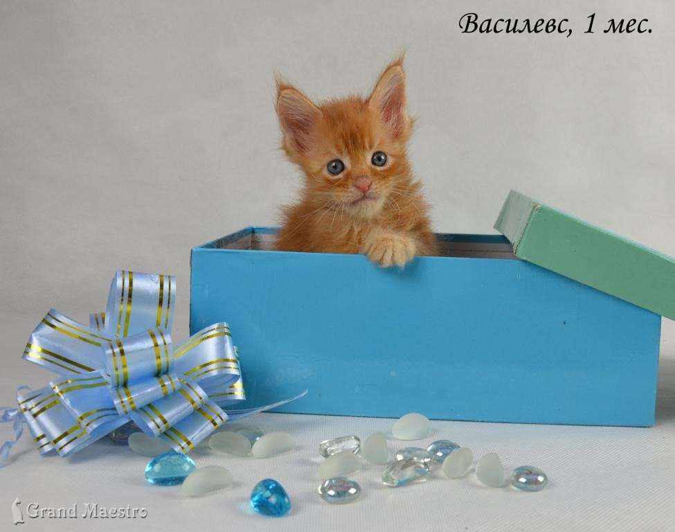 Василевс, 1 мес.