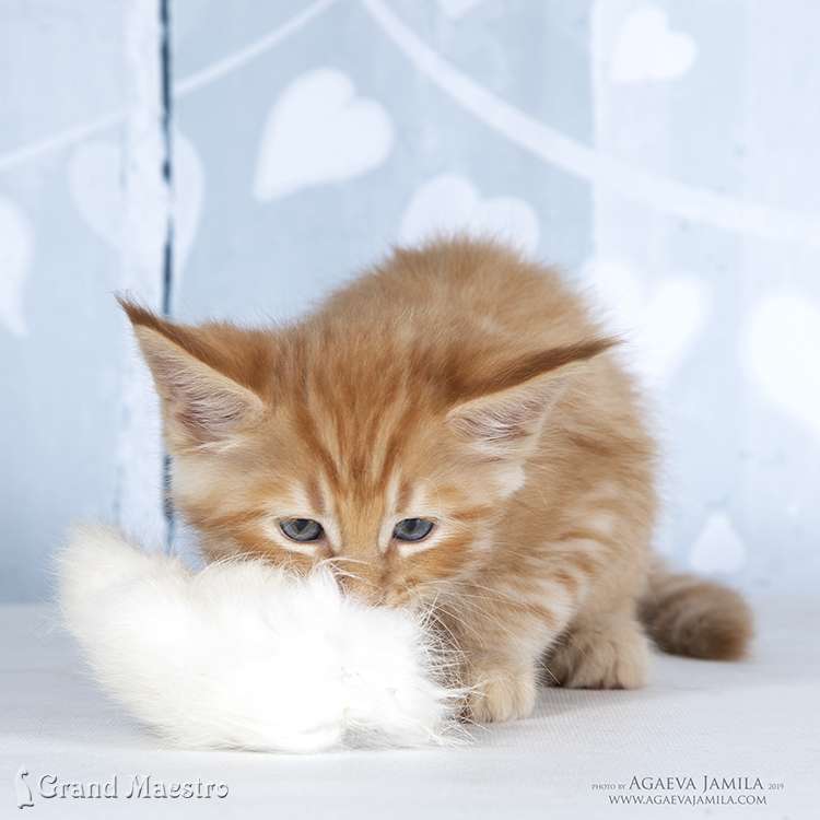 Феликс, 1.5 мес.
