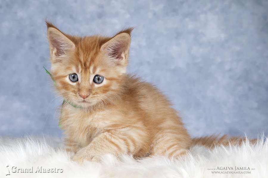 Феликс, 1.5 мес.