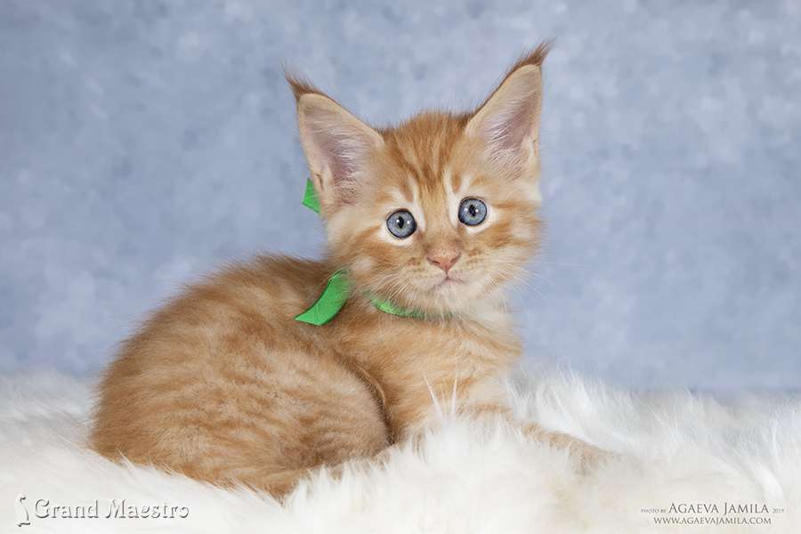 Феликс, 1.5 мес.