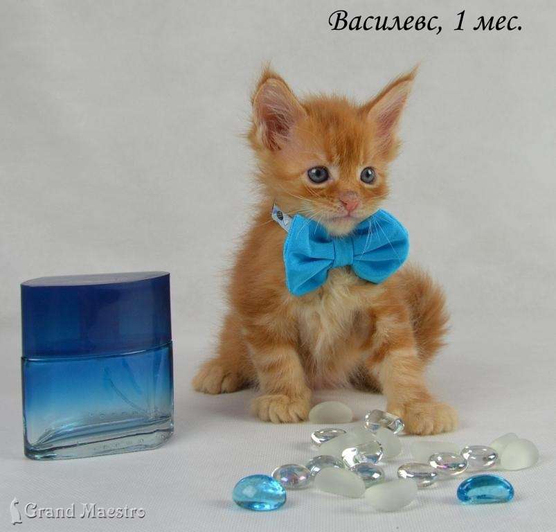 Василевс, 1 мес.