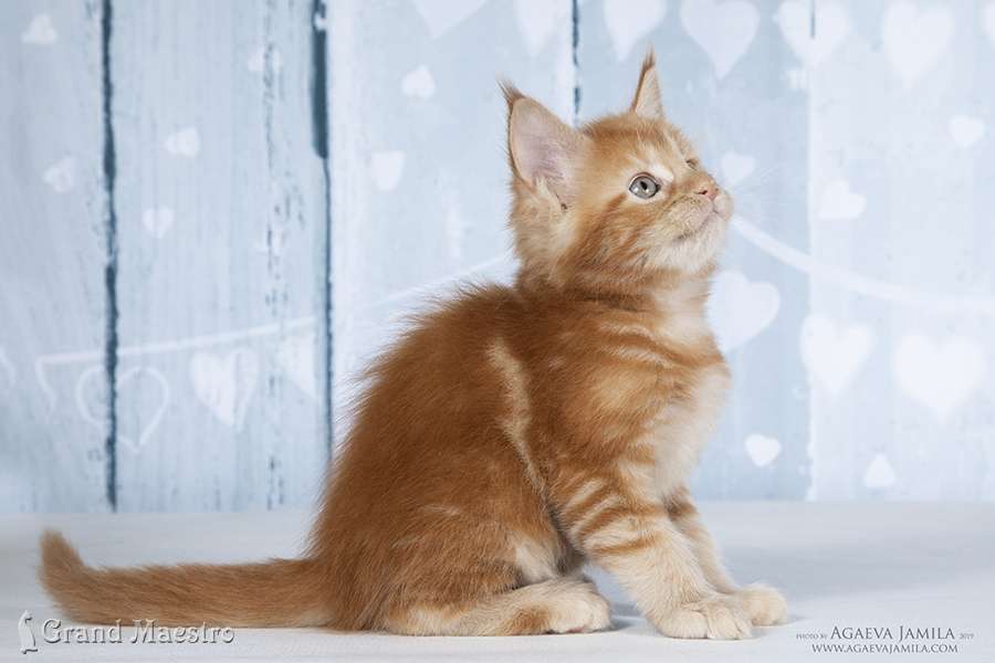 Фелисити, 1.5 мес.