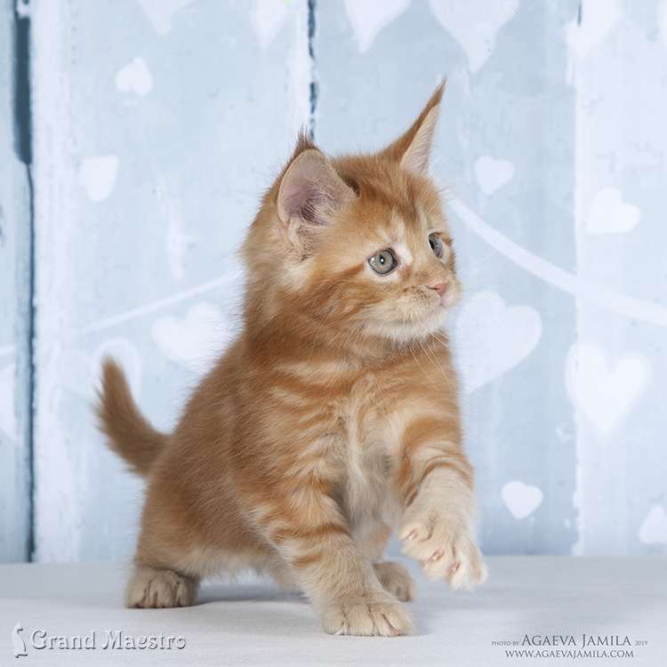 Фелисити, 1.5 мес.