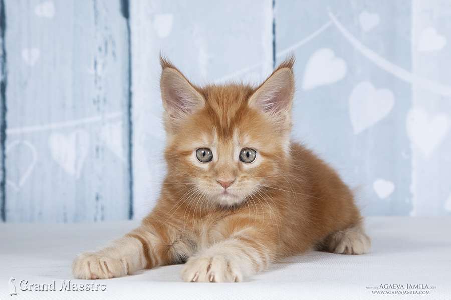 Фелисити, 1.5 мес.