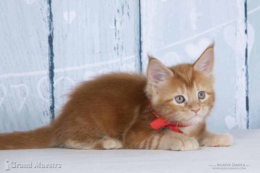 Фелисити, 1.5 мес.
