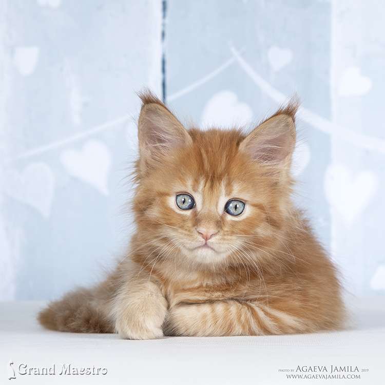 Флоренс, 1.5 мес.