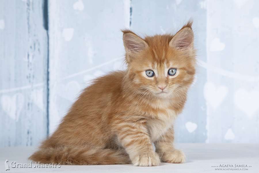 Флоренс, 1.5 мес.
