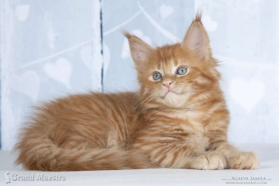 Флоренс, 1.5 мес.