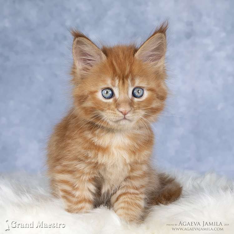 Флоренс, 1.5 мес.