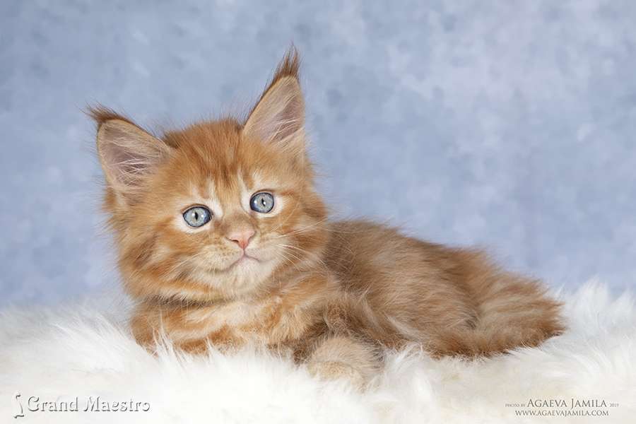 Флоренс, 1.5 мес.