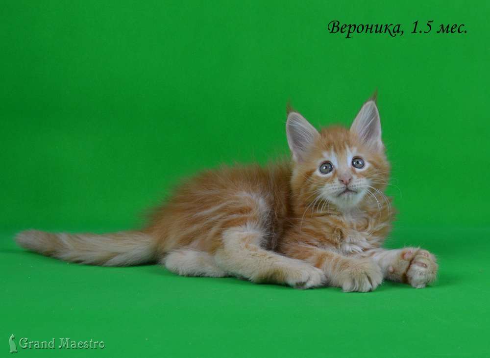 Вероника, 1.5 мес.