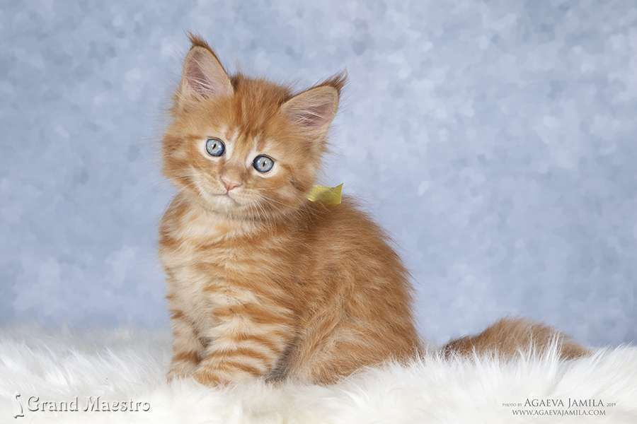 Флоренс, 1.5 мес.