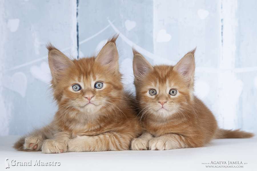 Флоренс и Фелисити, 1.5 мес.