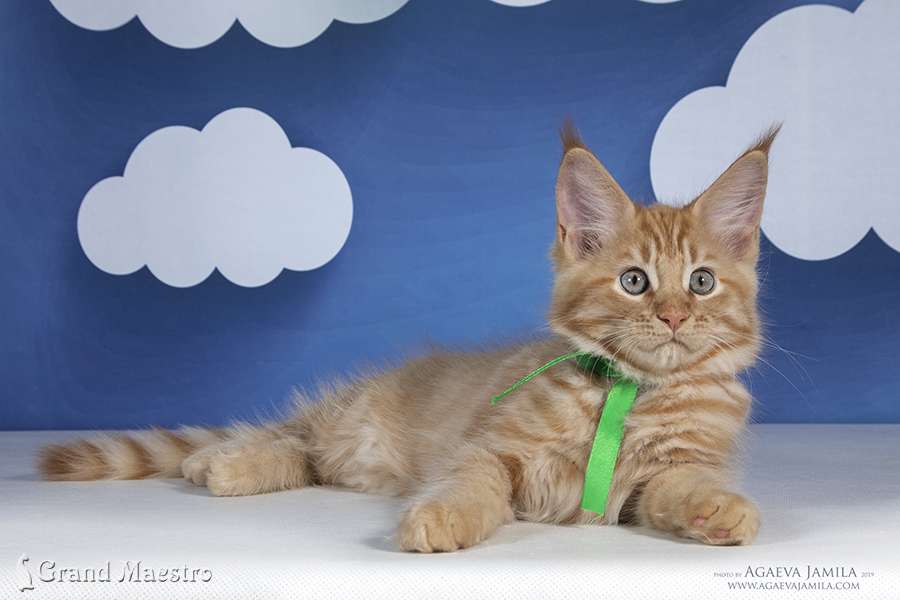 Феликс, 2.5 мес.