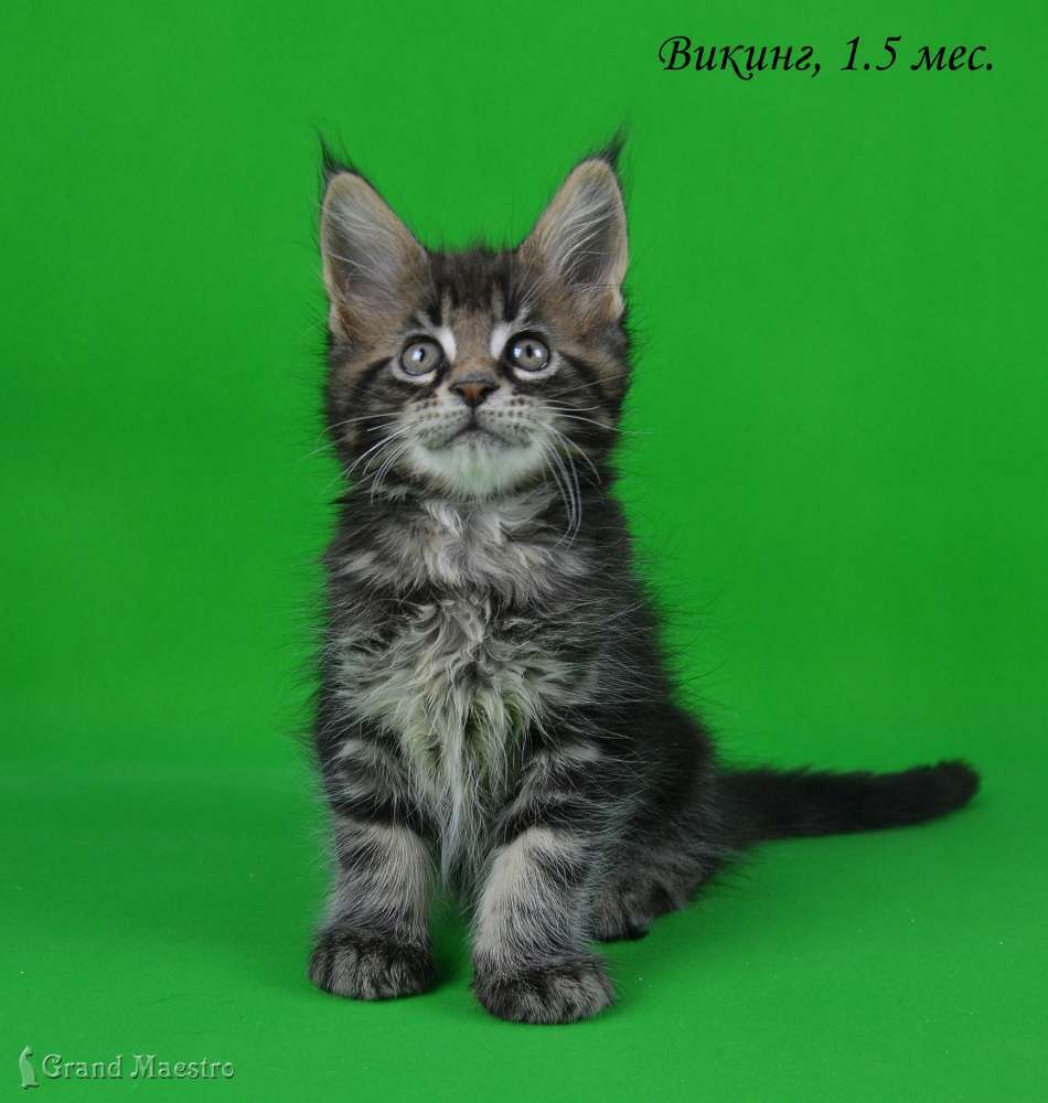 Викинг, 1.5 мес.