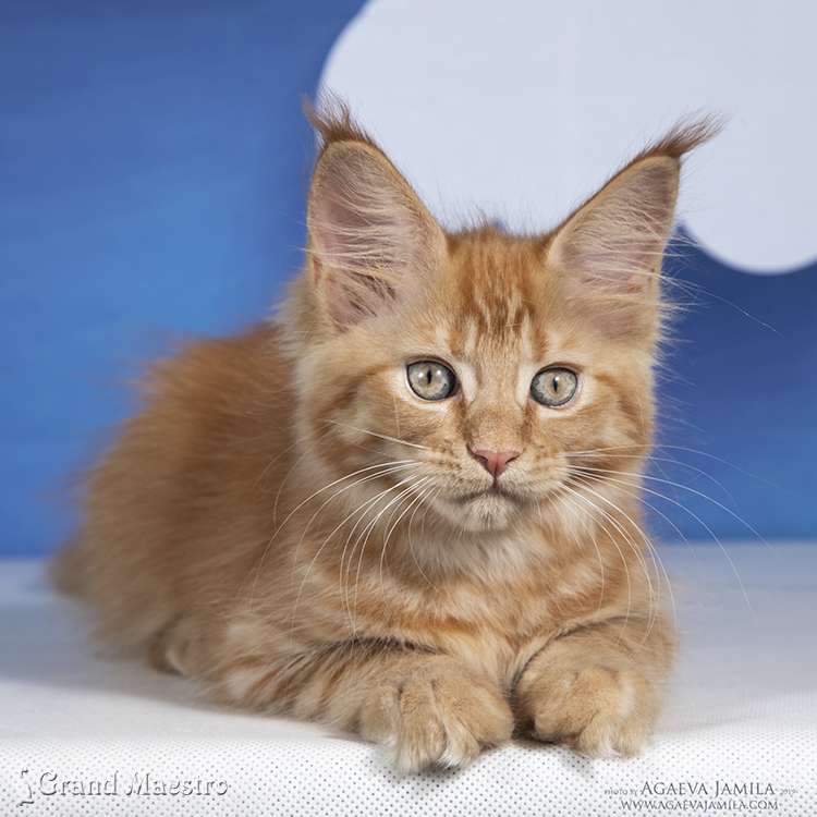 Флоренс, 2.5 мес.