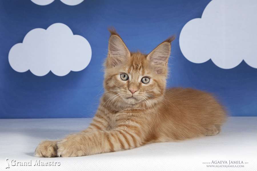 Флоренс, 2.5 мес.