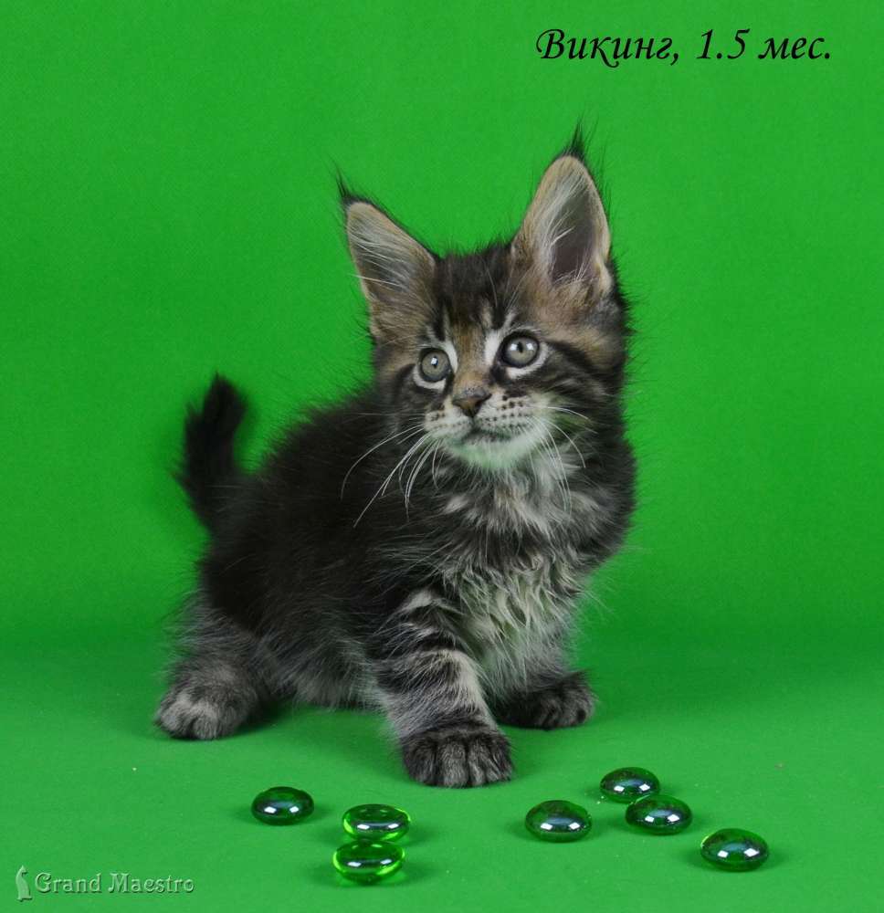 Викинг, 1.5 мес.