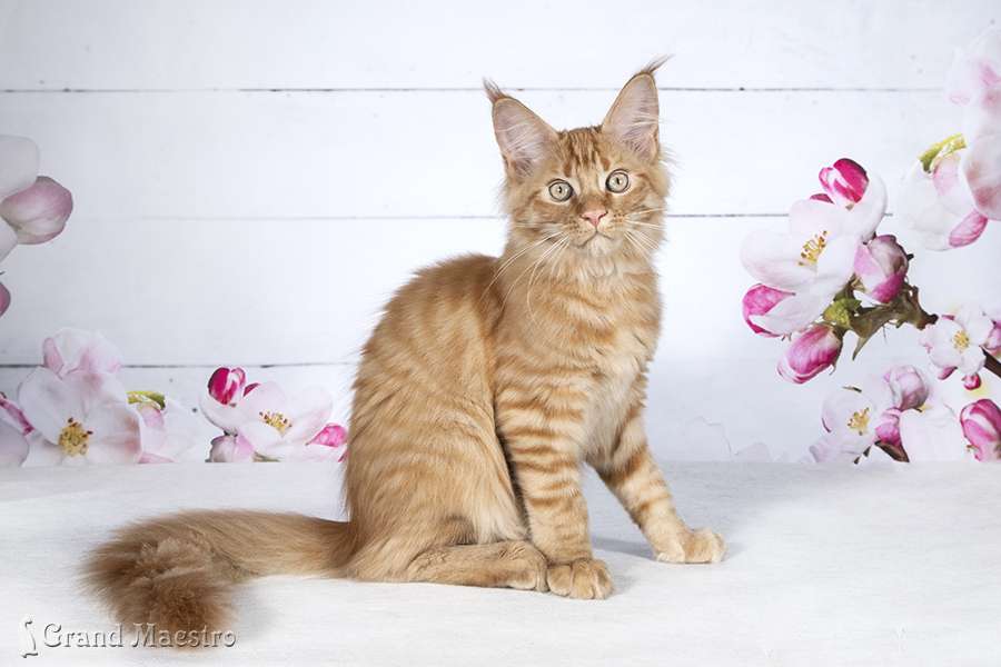 Флоренс, 3.5 мес.