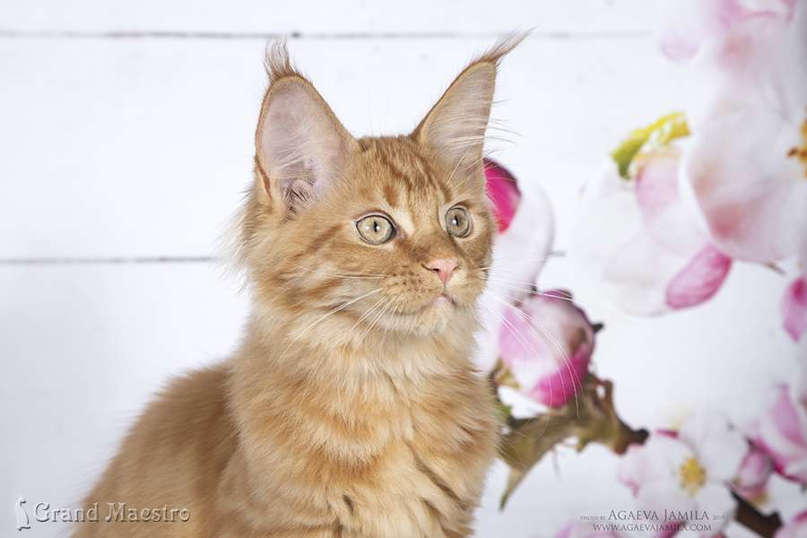 Флоренс, 3.5 мес.