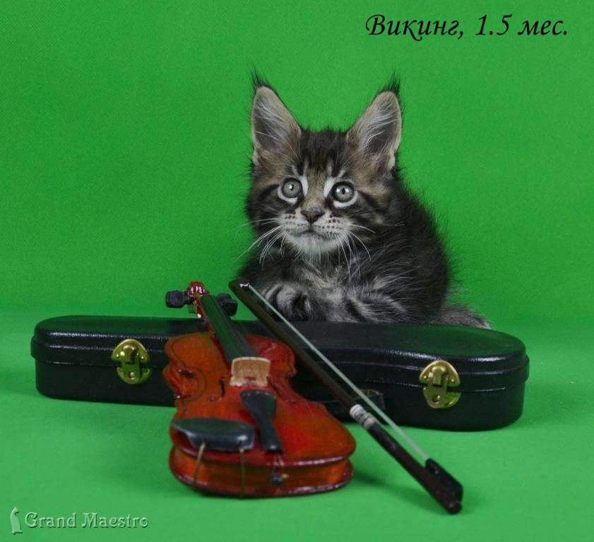 Викинг, 1.5 мес.