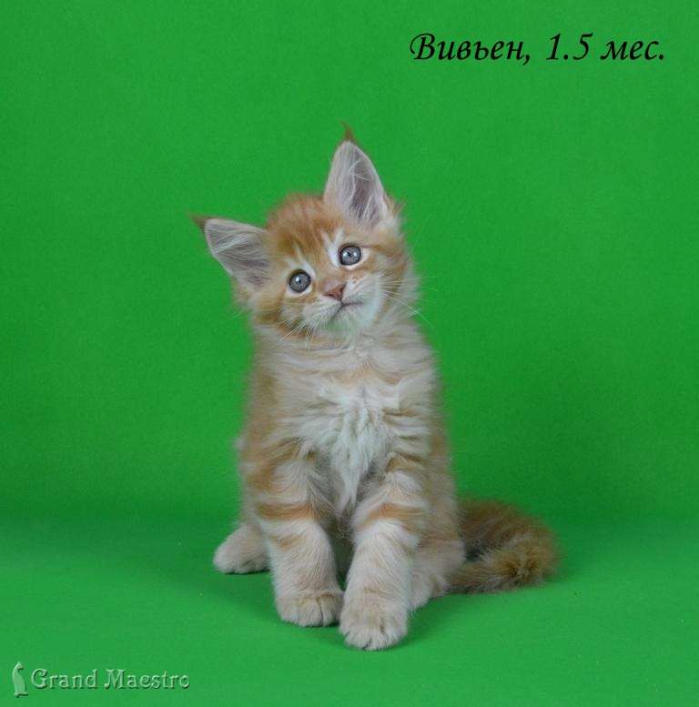 Вивьен, 1.5 мес.