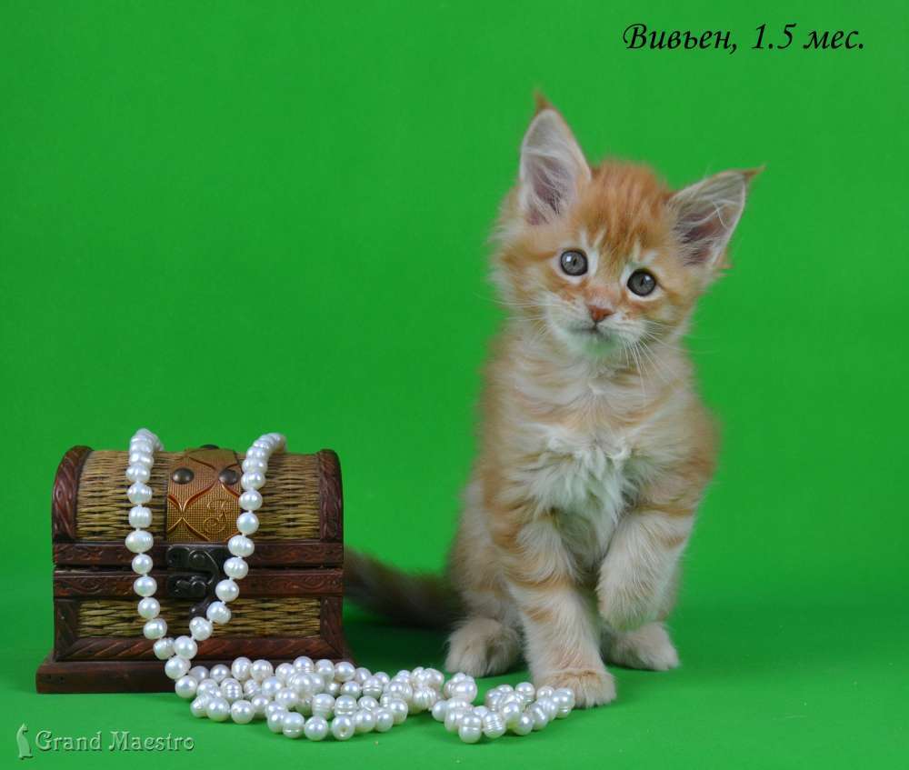 Вивьен, 1.5 мес.