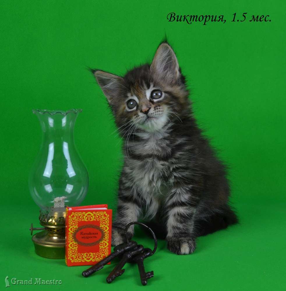 Виктория, 1.5 мес.
