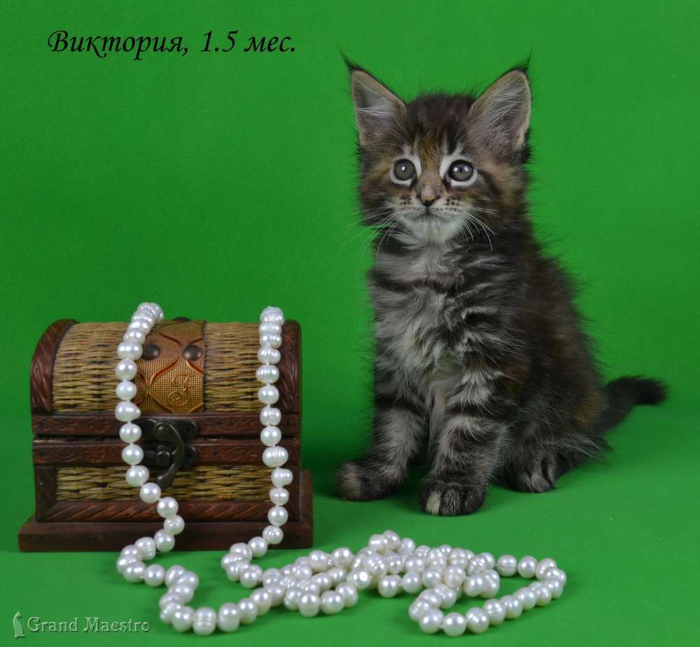 Виктория, 1.5 мес.