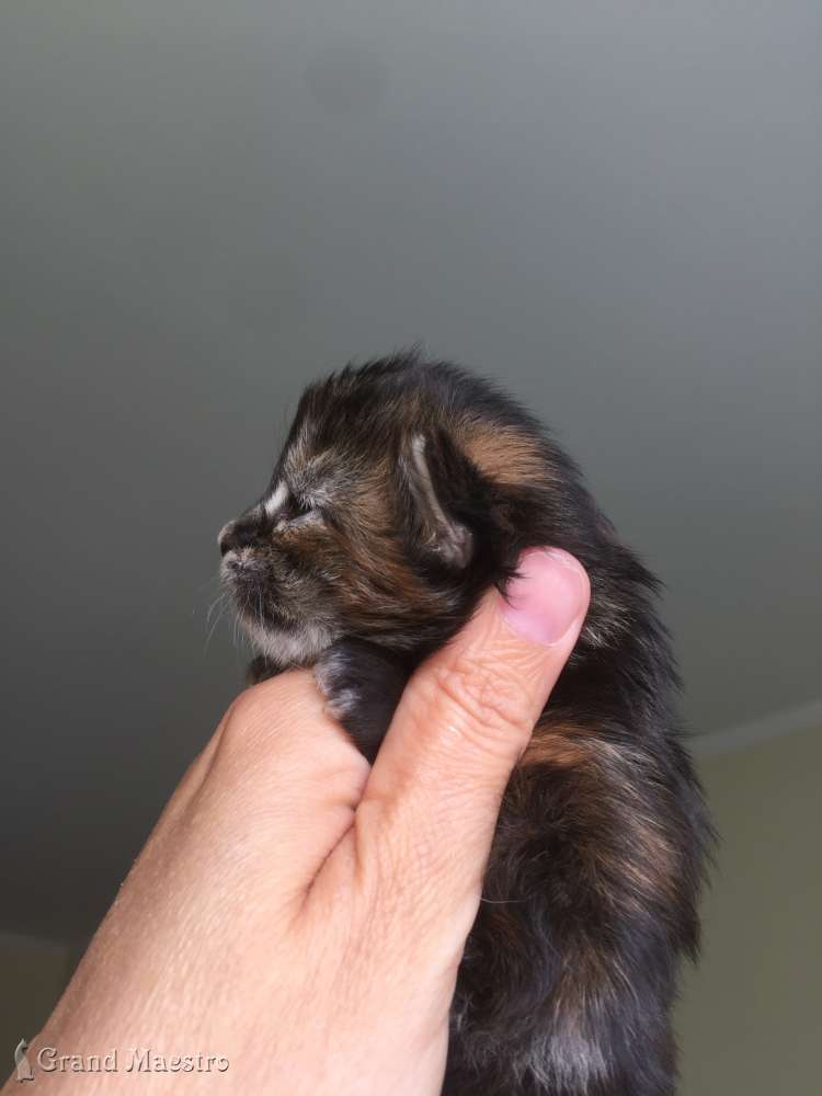Хельга, 1 нед.