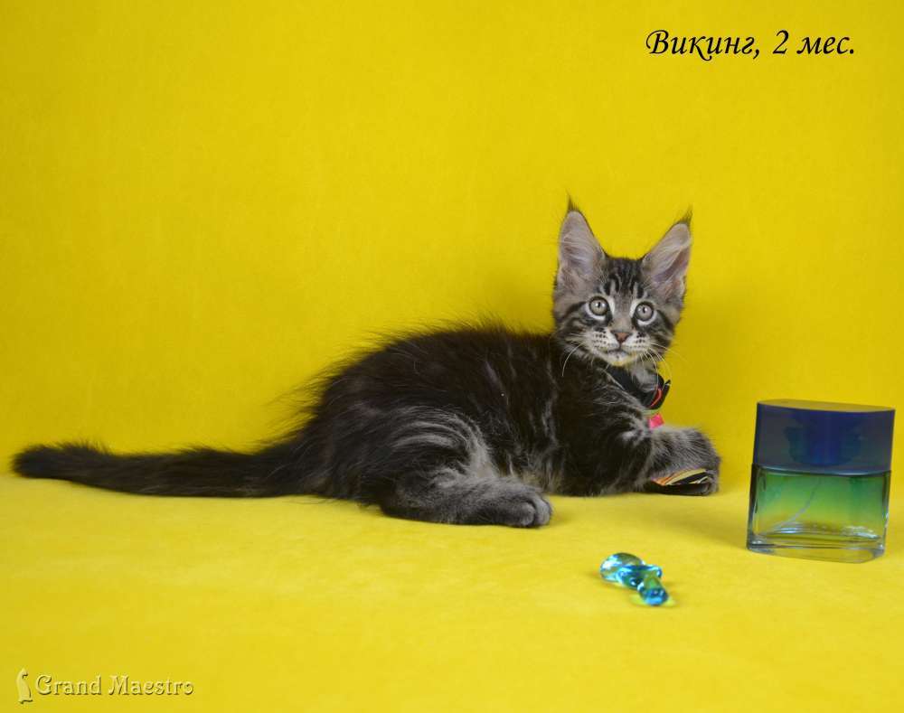 Викинг, 2 мес.
