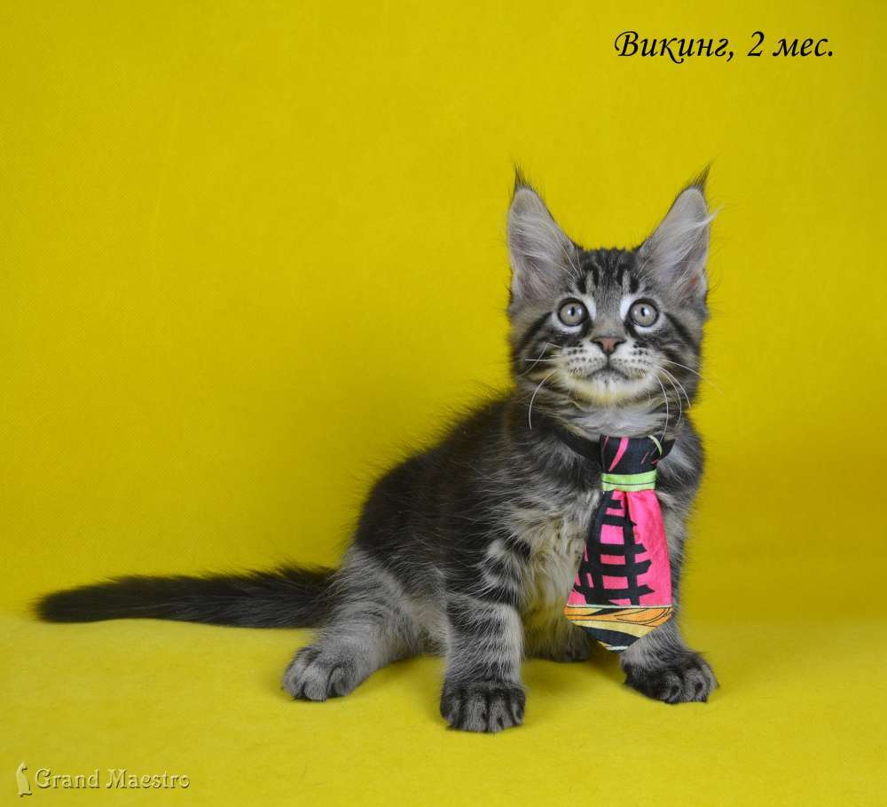 Викинг, 2 мес.