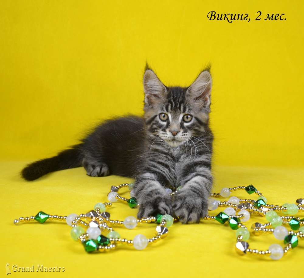 Викинг, 2 мес.