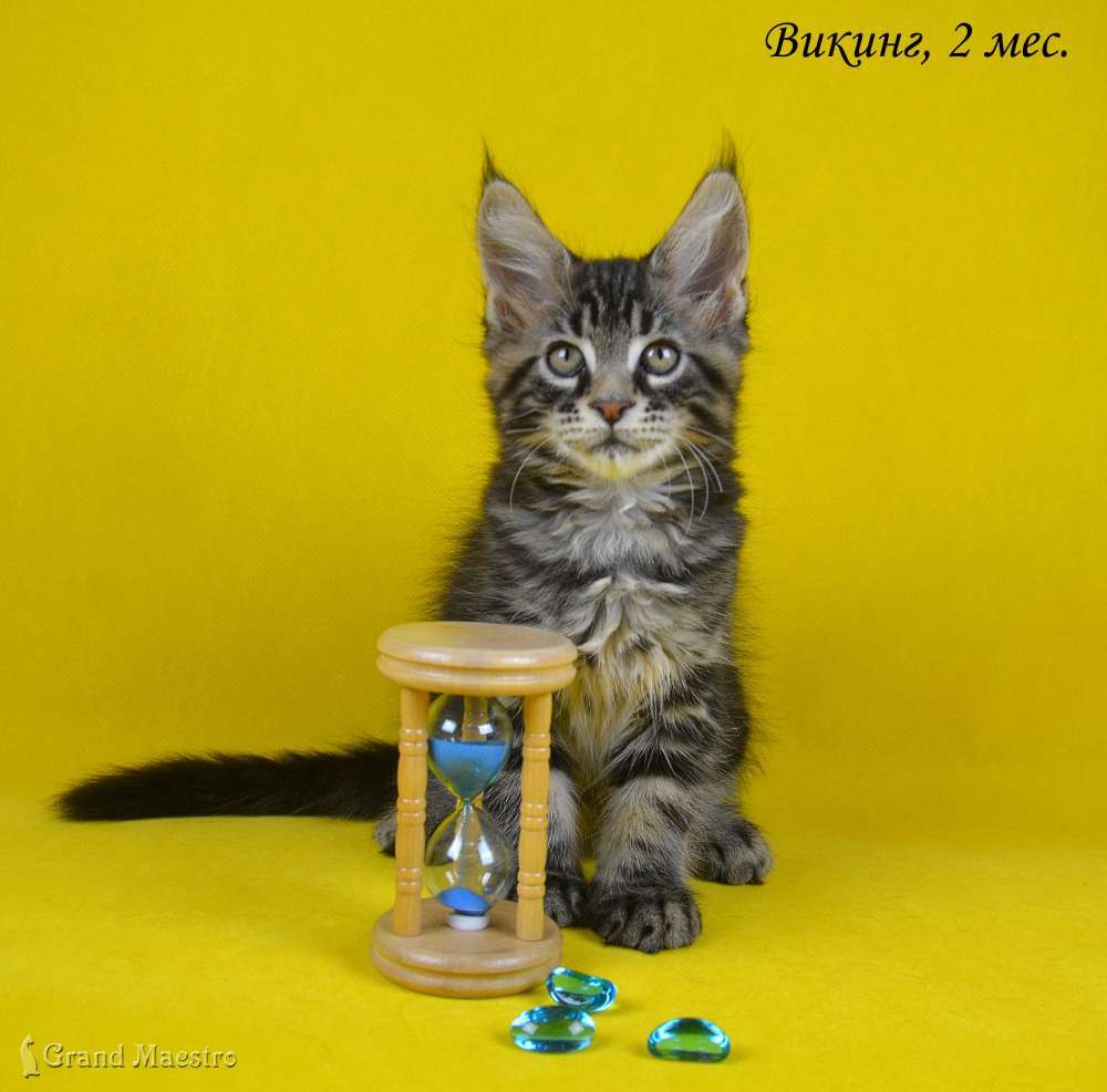 Викинг, 2 мес.