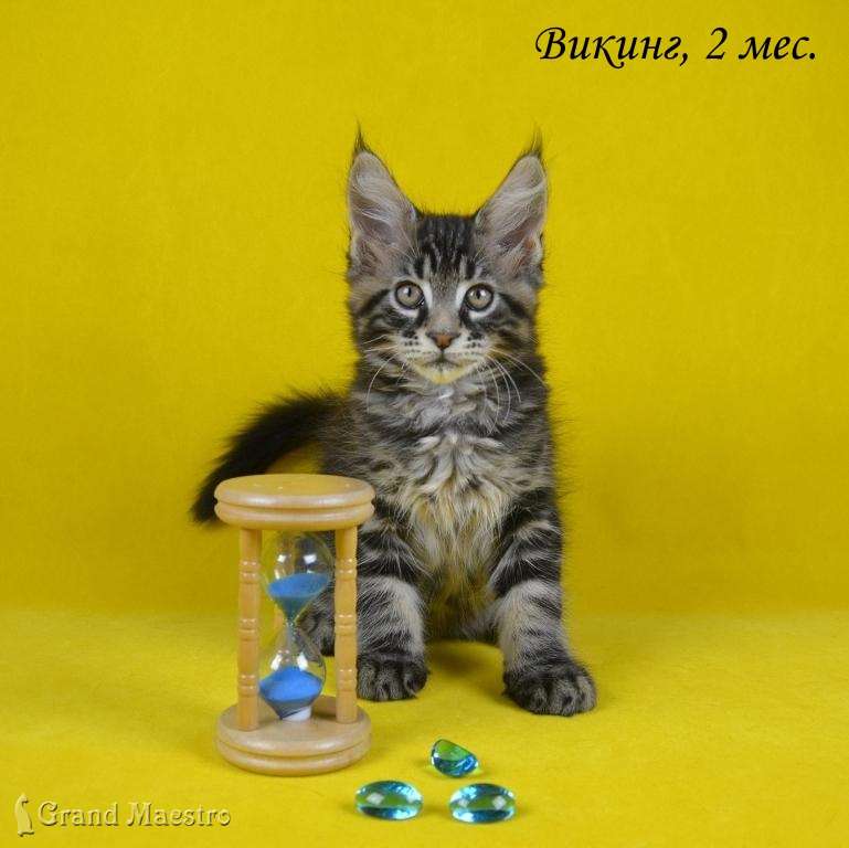 Викинг, 2 мес.