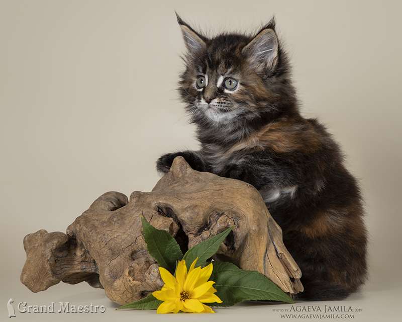 Хельга, 1.5 мес.
