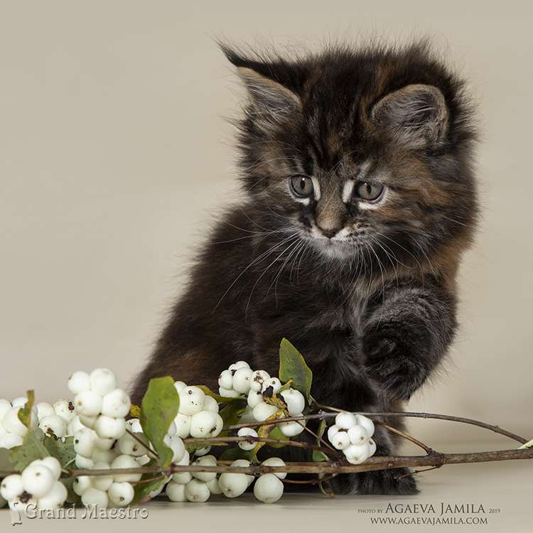 Хельга, 1.5 мес.