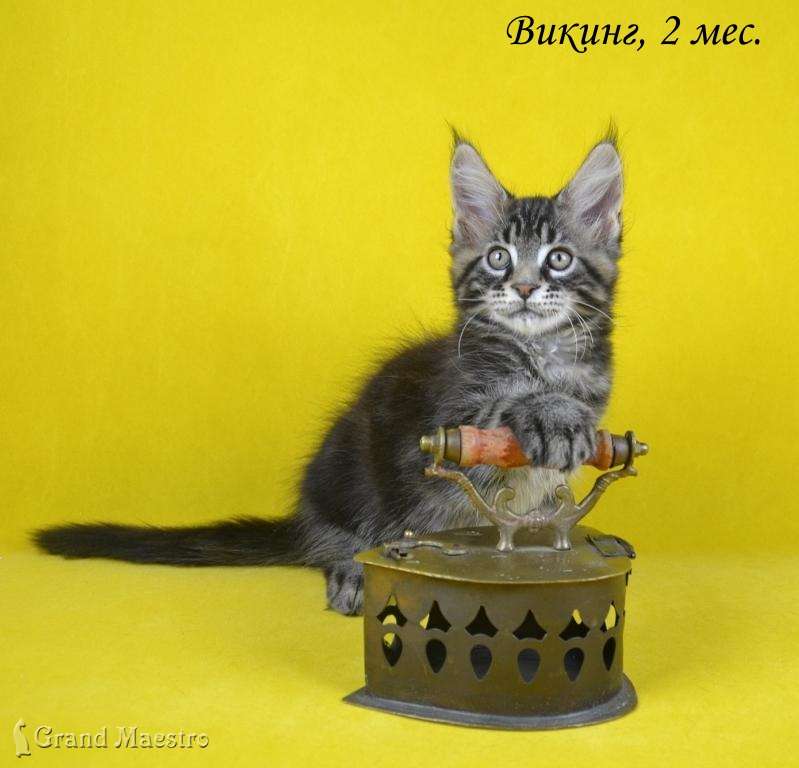 Викинг, 2 мес.