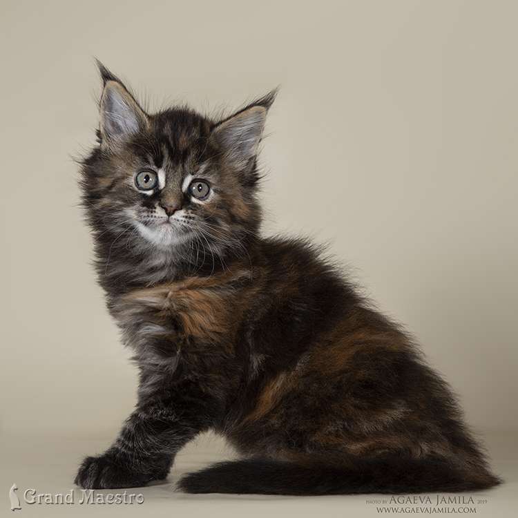 Хельга, 1.5 мес.