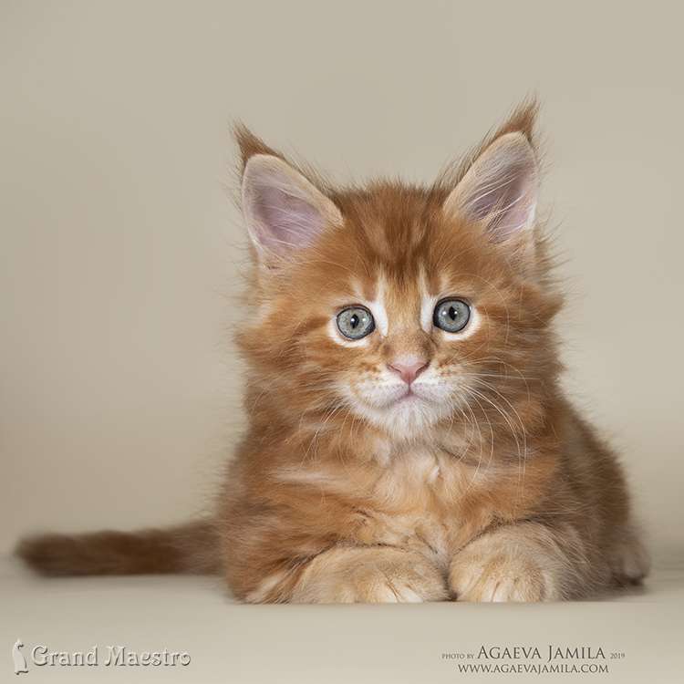 Хани, 1.5 мес.