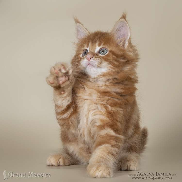 Хани, 1.5 мес.