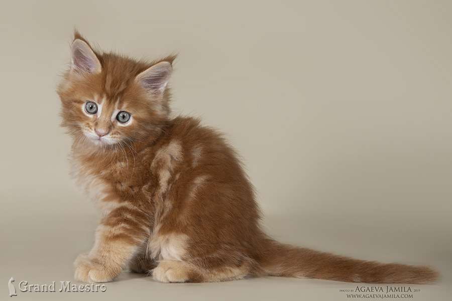 Хани, 1.5 мес.