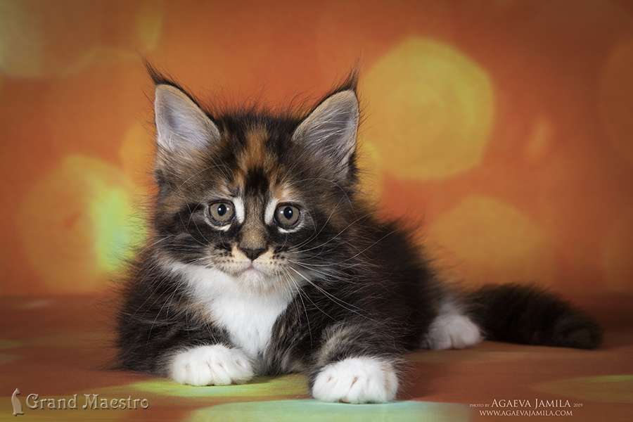 Хадара, 1.5 мес.