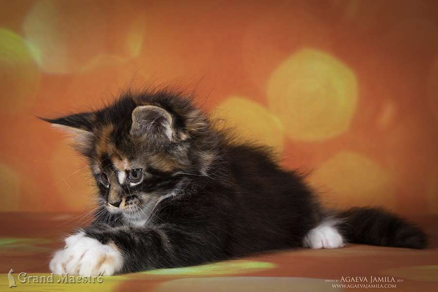 Хадара, 1.5 мес.