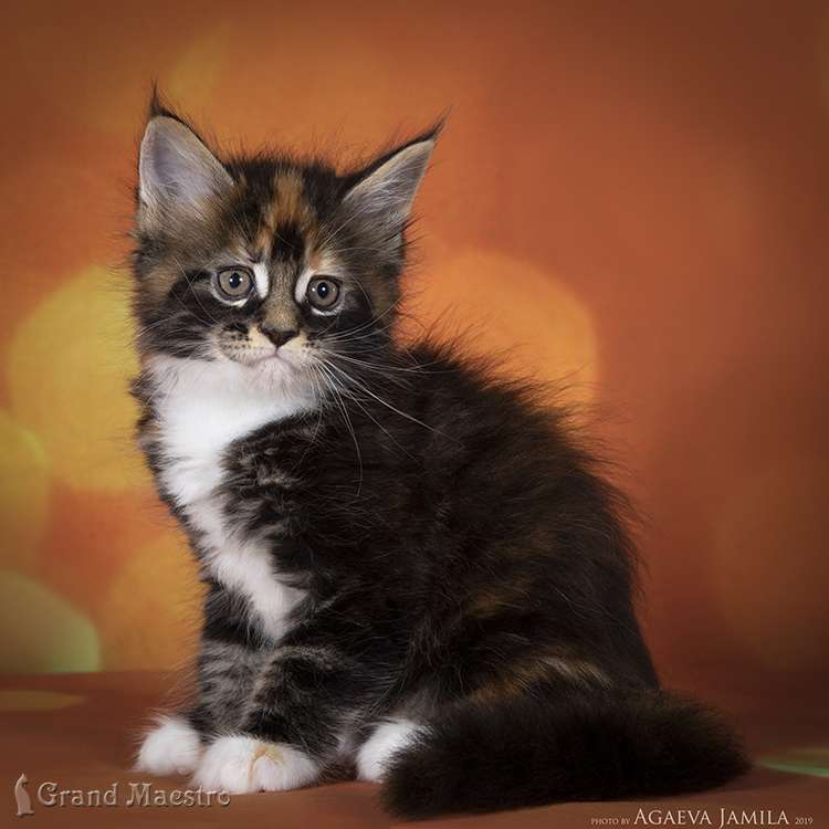 Хадара, 1.5 мес.