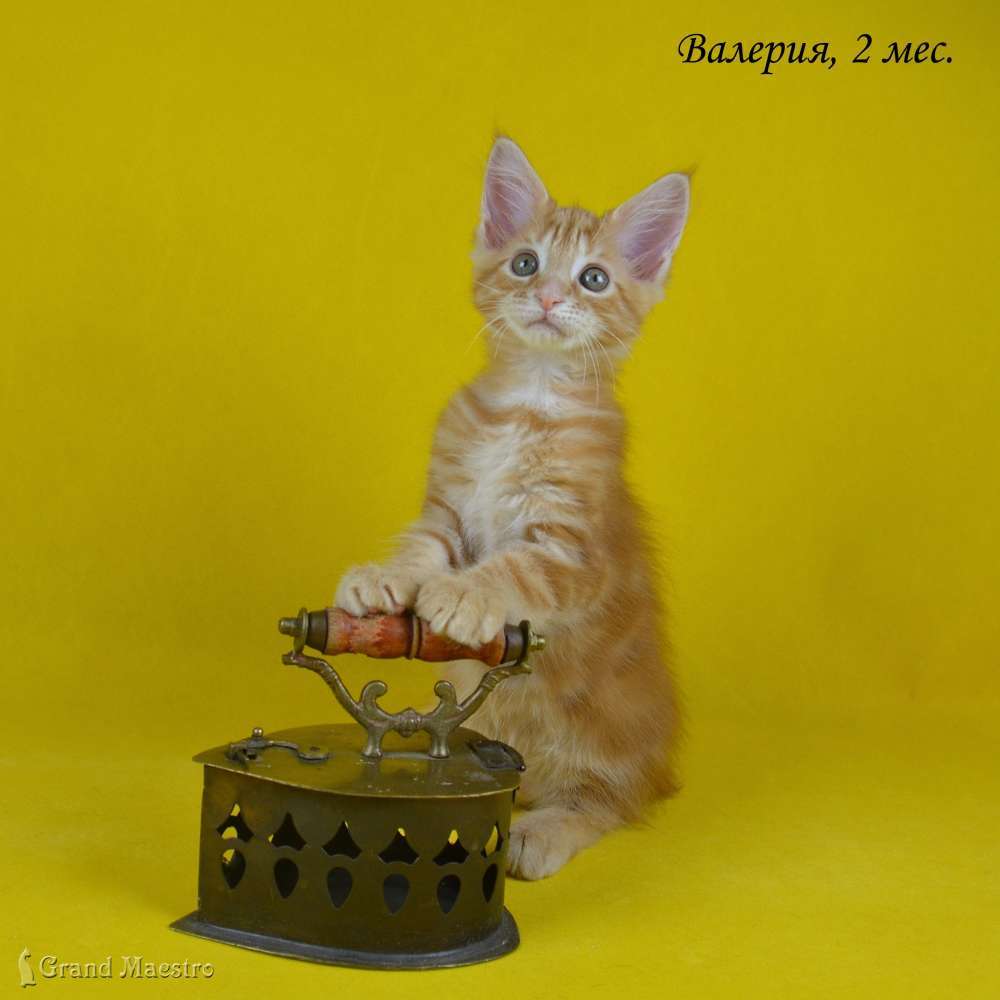 Валерия, 2 мес.