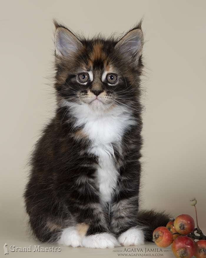 Хадара, 1.5 мес.